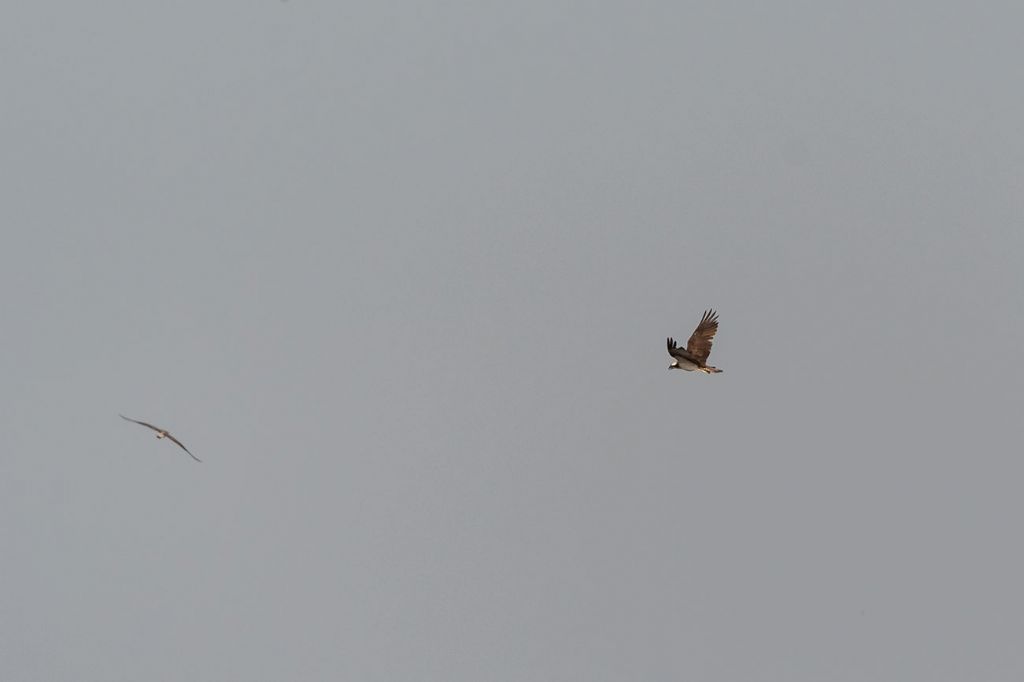 Falco pescatore